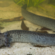 A reticulated siren from northwestern Florida (Okaloosa County)